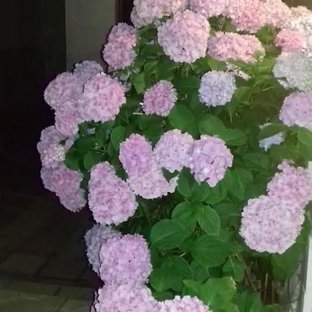 Вила Русеви *
